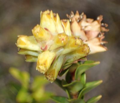 Penaea cneorum, photographed by Nicola van Berkel