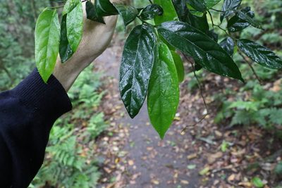 Alangium villosum, photographed by Greg Tasney