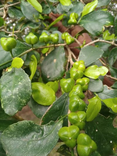Sclerocroton integerrimus, photographed by Rosemary Harrison