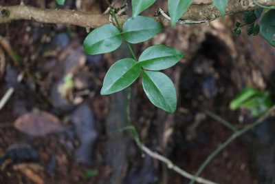 Pandorea jasminoides, photographed by Greg Tasney