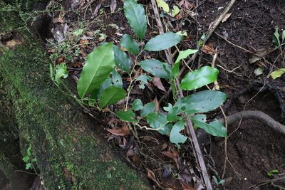 Pennantia cunninghamii, photographed by Greg Tasney