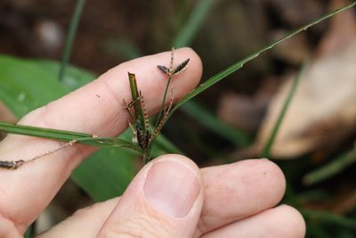 Cyperus tetraphyllus, photographed by Greg Tasney