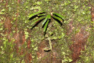 Aenigmatogrammitis stenophylla, photographed by Greg Tasney