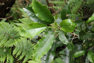 Sarcomelicope simplicifolia, photographed by Greg Tasney