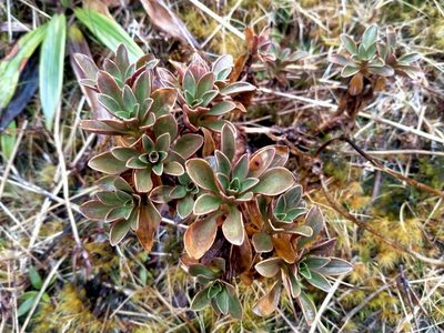Gentianella impressinervia, photographed by John Barkla