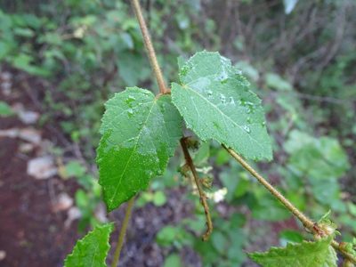Croton malvavisciifolius, photographed by Alexis López Hernández
