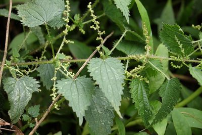Urtica incisa, photographed by Greg Tasney