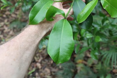 Baloghia inophylla, photographed by Greg Tasney