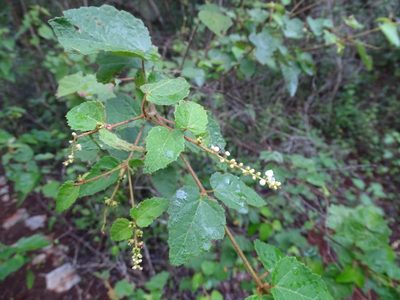 Croton malvavisciifolius, photographed by Alexis López Hernández