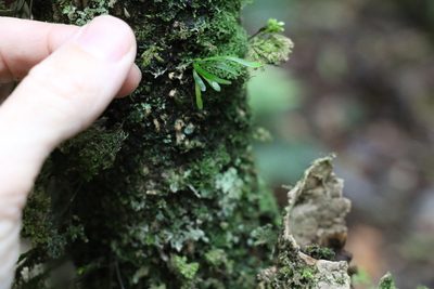 Aenigmatogrammitis stenophylla, photographed by Greg Tasney