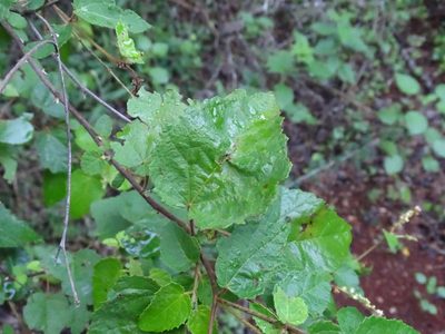 Croton malvavisciifolius, photographed by Alexis López Hernández