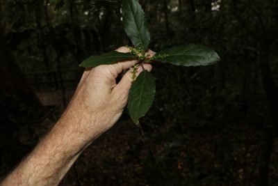 Claoxylon australe, photographed by Greg Tasney