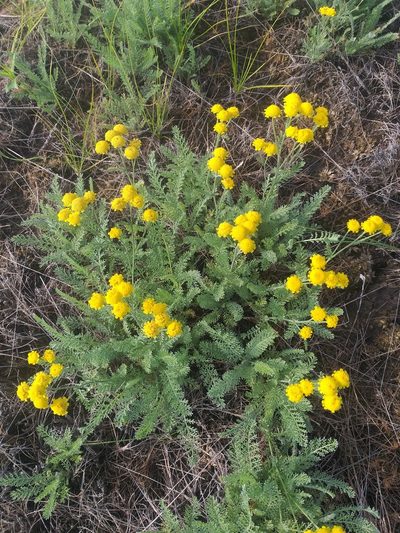 Tanacetum millefolium, photographed by Dmitriy Bochkov