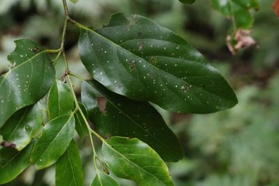 Cryptocarya erythroxylon, photographed by Greg Tasney