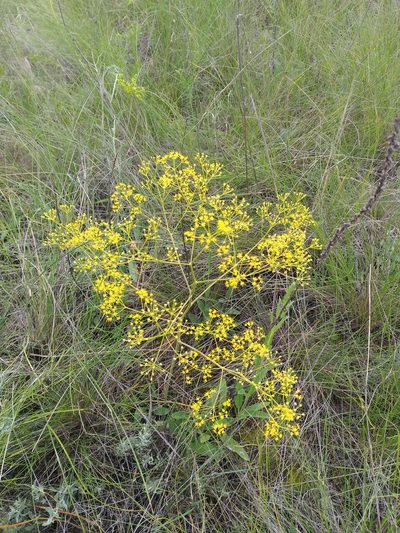 Ferula caspica, photographed by Dmitriy Bochkov