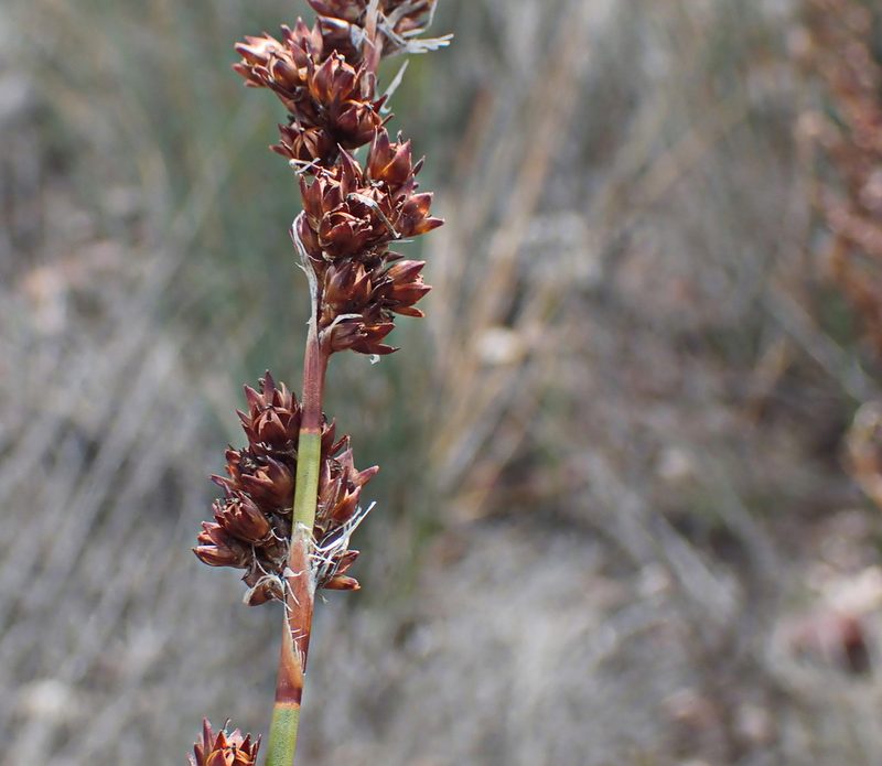 Rhodocoma arida, photographed by Di Turner