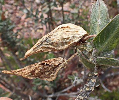Gomphocarpus cancellatus, photographed by Di Turner