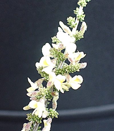 Aspalathus granulata, photographed by Di Turner