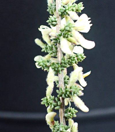 Aspalathus granulata, photographed by Di Turner