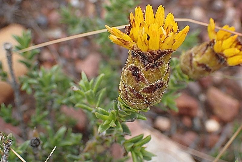 Pteronia elongata, photographed by Di Turner