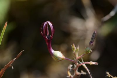 Ceropegia jainii, photographed by S.MORE