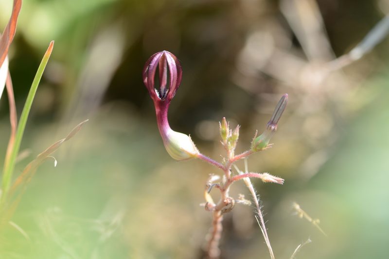 Ceropegia jainii, photographed by S.MORE