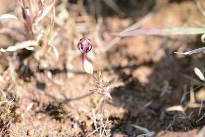 Ceropegia jainii, photographed by S.MORE