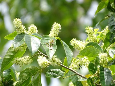 Thouinia paucidentata, photographed by Alexis López Hernández