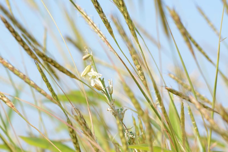 Dipcadi ursulae, photographed by S.MORE