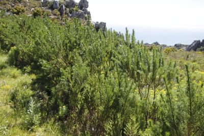 Psoralea ivumba, photographed by Tony Rebelo