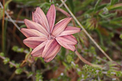 Ursinia anthemoides, photographed by Di Turner