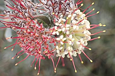 Leucospermum wittebergense, photographed by Di Turner