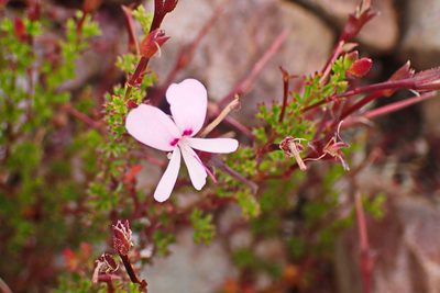 Pelargonium fruticosum, photographed by Di Turner