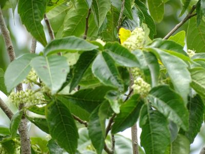 Thouinia paucidentata, photographed by Alexis López Hernández