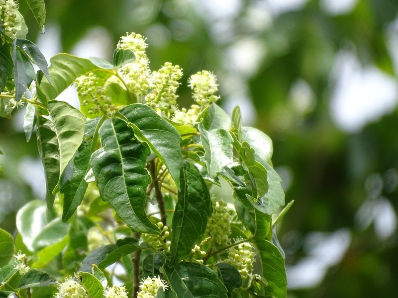 Thouinia paucidentata, photographed by Alexis López Hernández