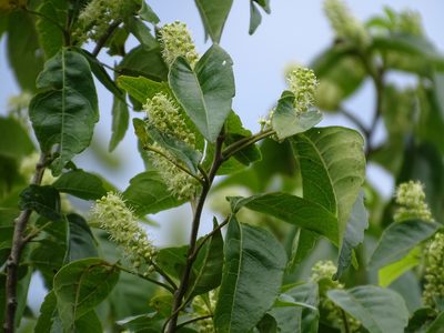 Thouinia paucidentata, photographed by Alexis López Hernández