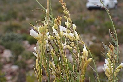 Heliophila glauca, photographed by Di Turner
