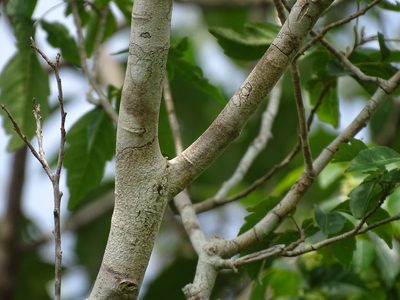 Thouinia paucidentata, photographed by Alexis López Hernández