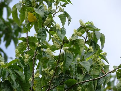Thouinia paucidentata, photographed by Alexis López Hernández