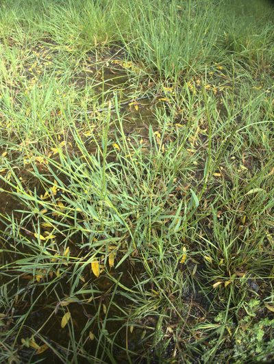 Glyceria declinata, photographed by Paul Bell-Butler