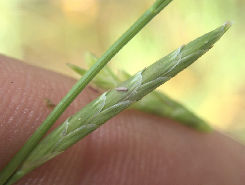 Glyceria declinata, photographed by Paul Bell-Butler