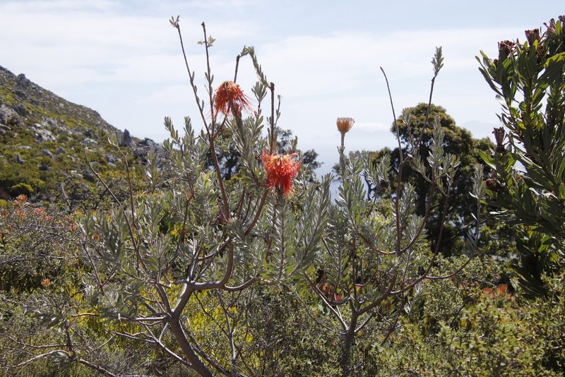 Leucospermum reflexum, photographed by Tony Rebelo