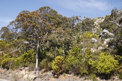 Corymbia ficifolia, photographed by Tony Rebelo