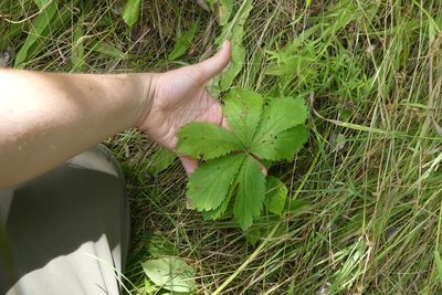 Sanicula marilandica, photographed by Ellyne Geurts