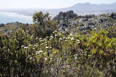 Leucospermum bolusii, photographed by Tony Rebelo