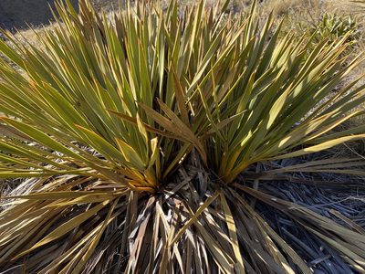 Aciphylla ferox, photographed by craigphillips