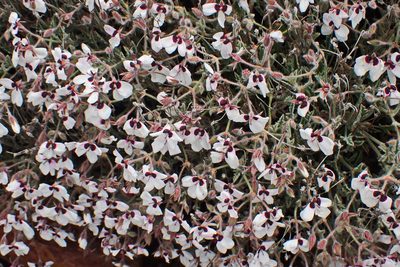 Pelargonium tricolor, photographed by Di Turner
