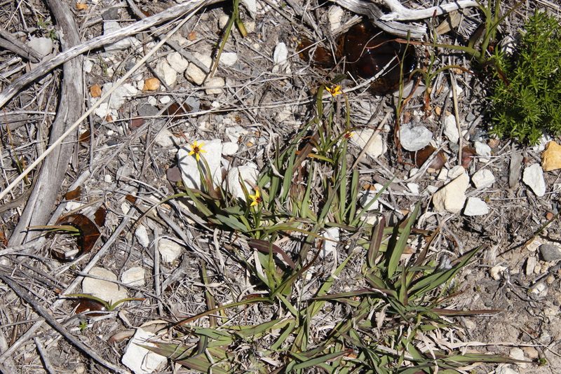 Baeometra uniflora, photographed by Tony Rebelo