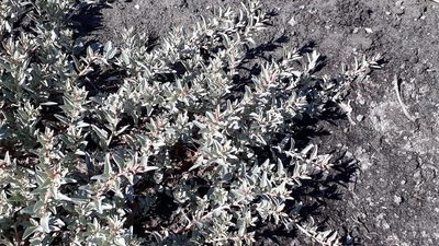Atriplex cinerea, photographed by Doug Miller