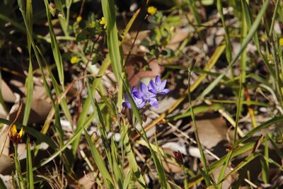 Geissorhiza aspera, photographed by Tony Rebelo